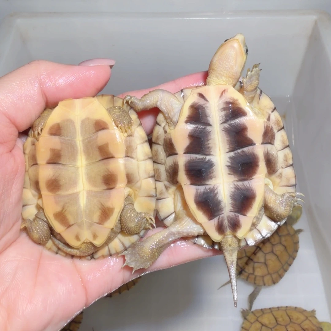 宠物龟不分公母12