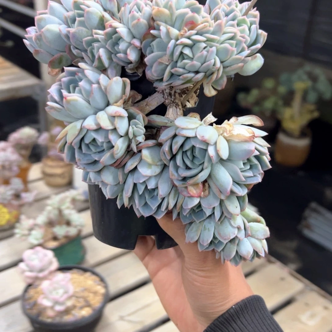 请***叻莎莎28 零零多肉植物