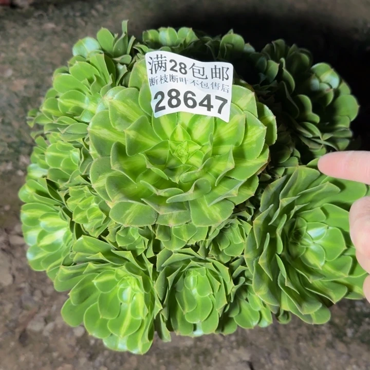 28647南琉璃不包断枝