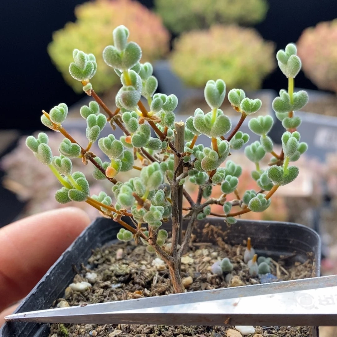 719莱斯，5.5厘米盆