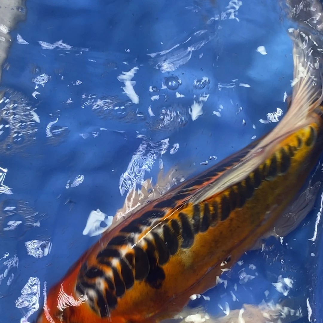 锦鲤冷水锦鲤包邮