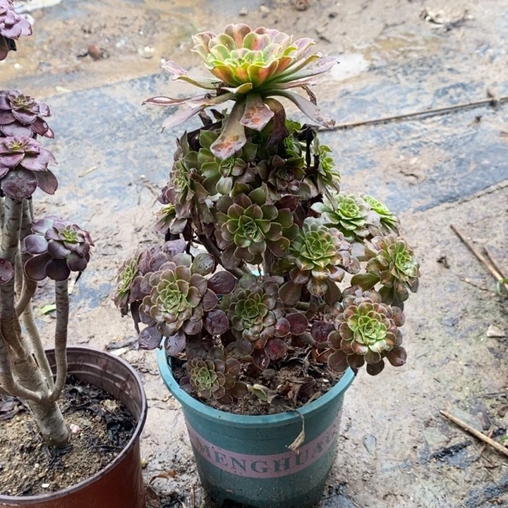 红桐中斑多肉植物077