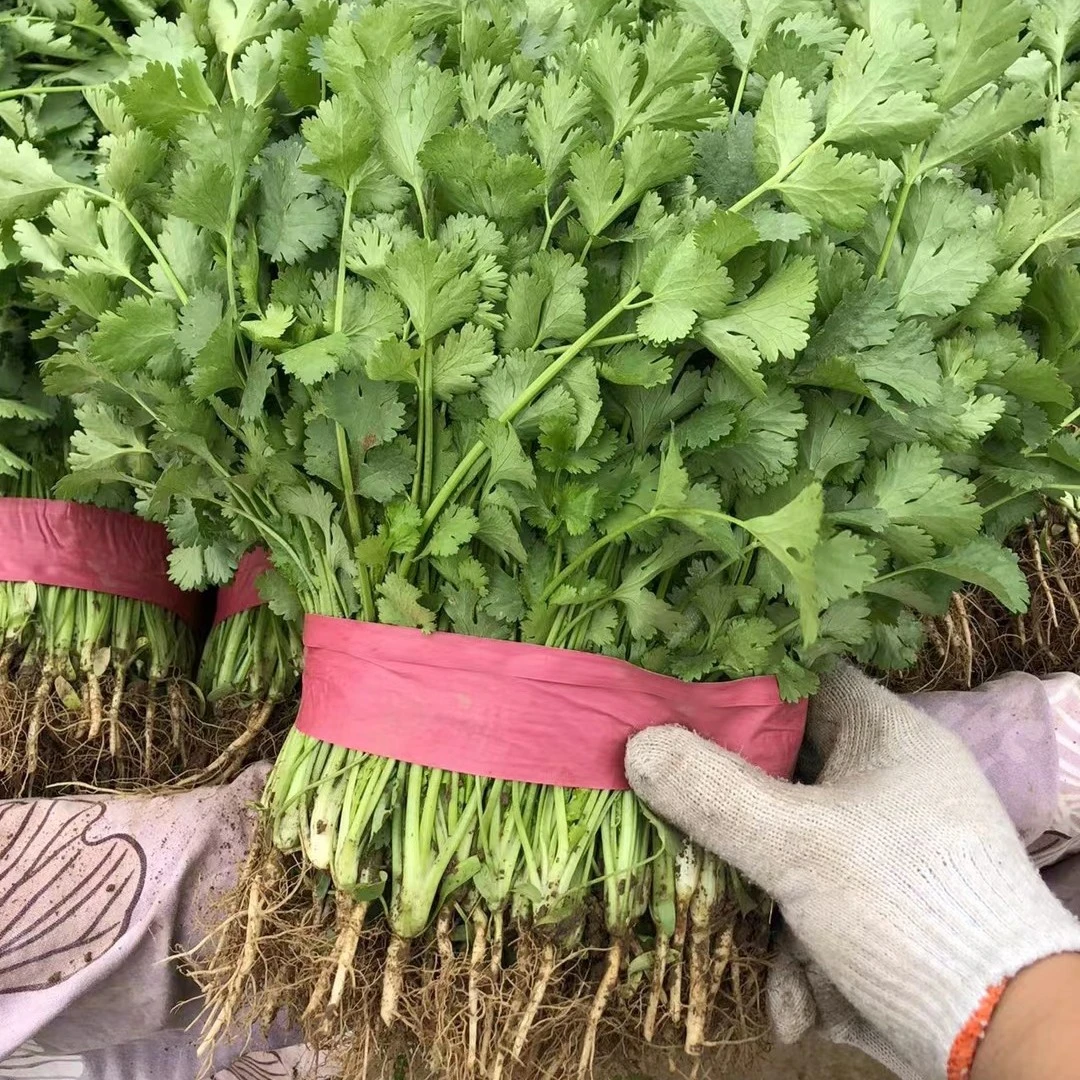 农场自种-香菜一斤