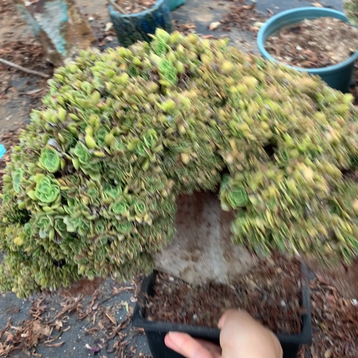 玫瑰缀脱土发货啊