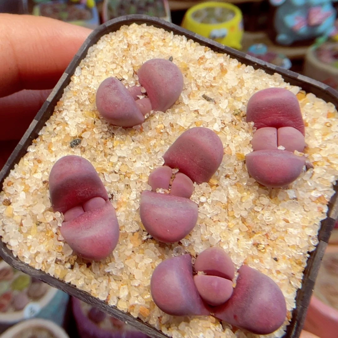 008。 888888888888888888888