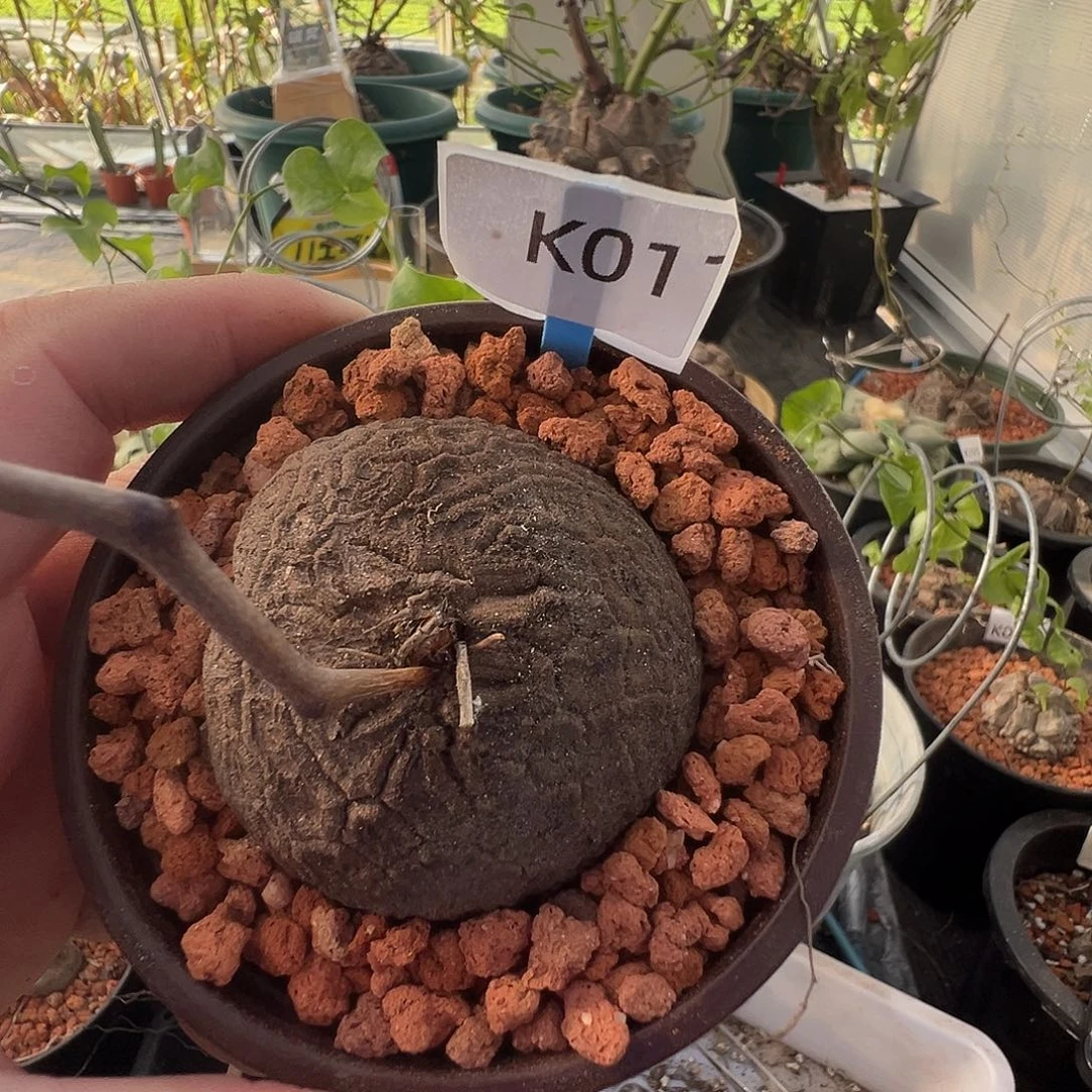 多肉植物专拍 一物一拍 南非龟甲龙011