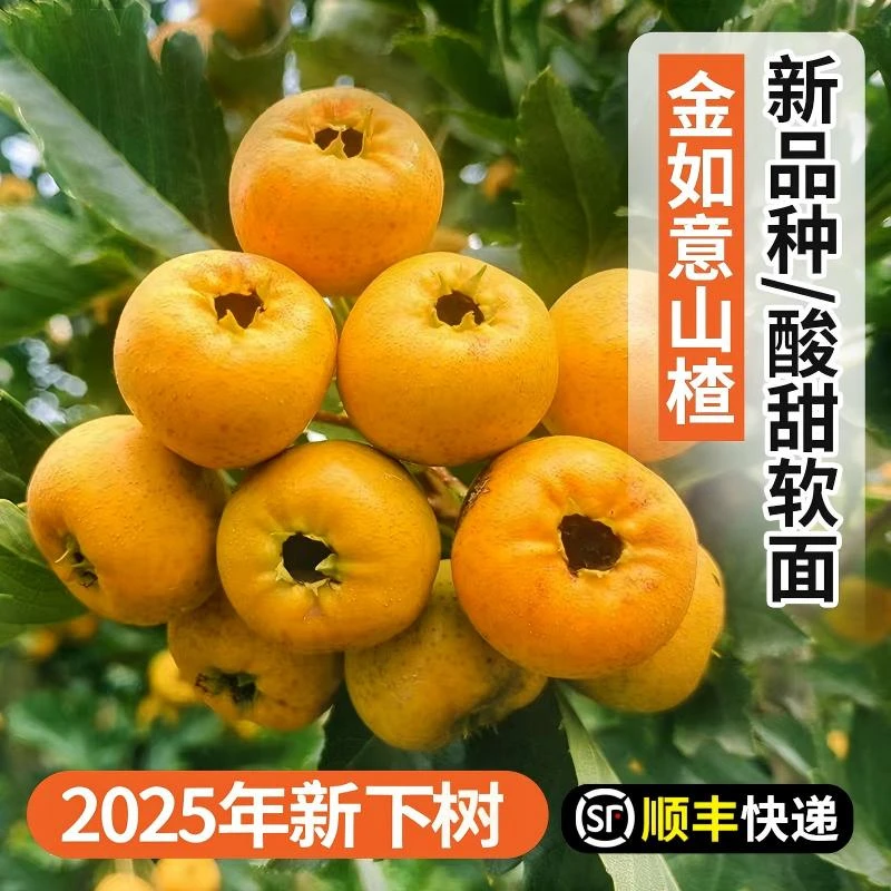 【拍1送1】黄金如意甜山楂稀有品种鲜山楂鲜果即食甜山楂产地现摘现发