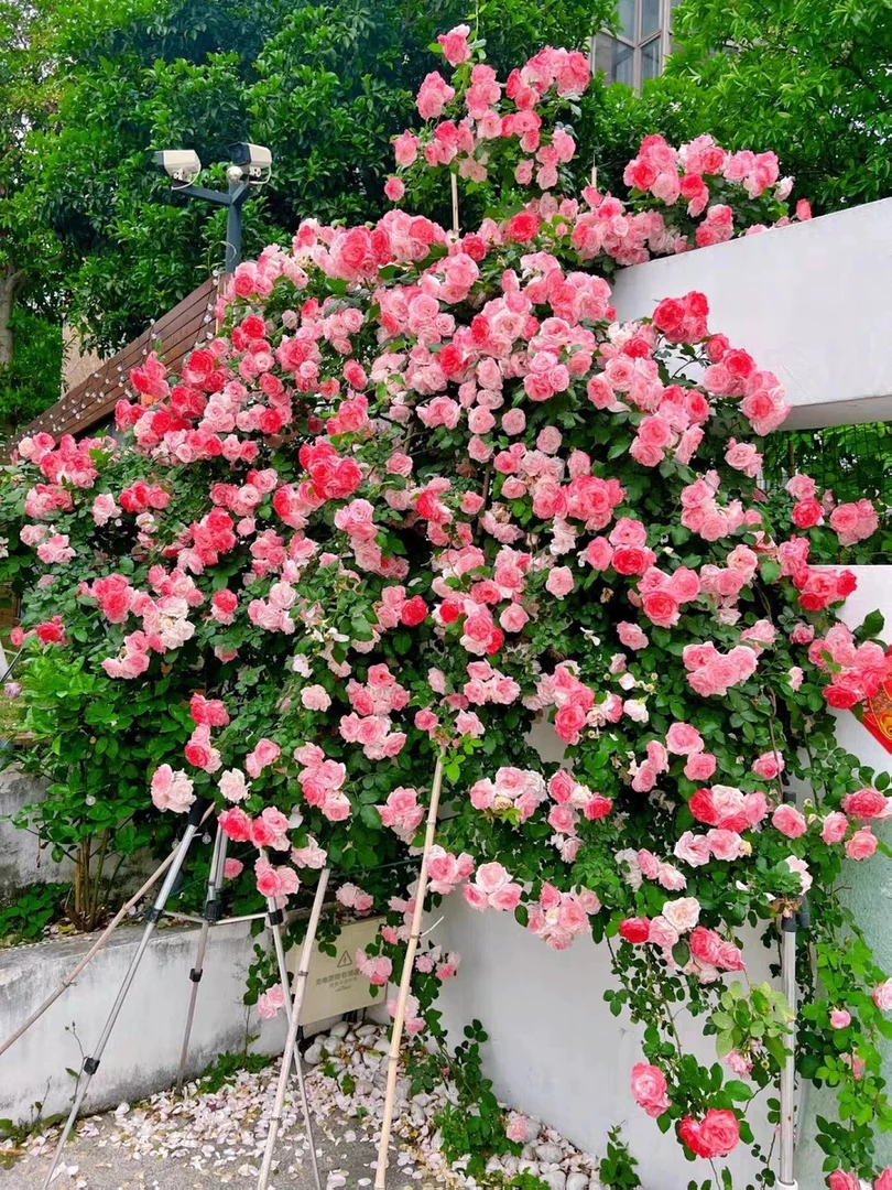 樱霞组合特价爬藤月季特价