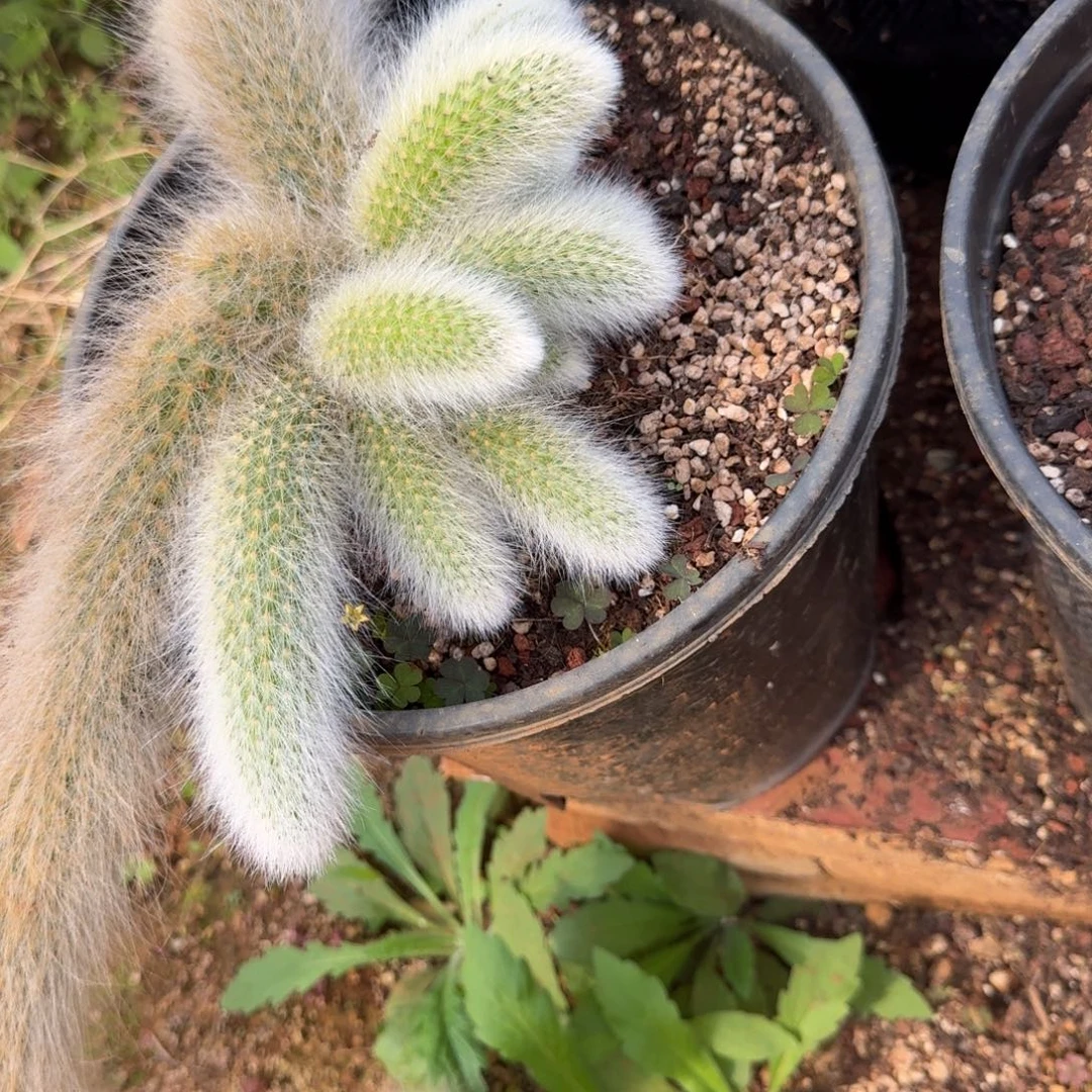 发货多肉链接的时候也不