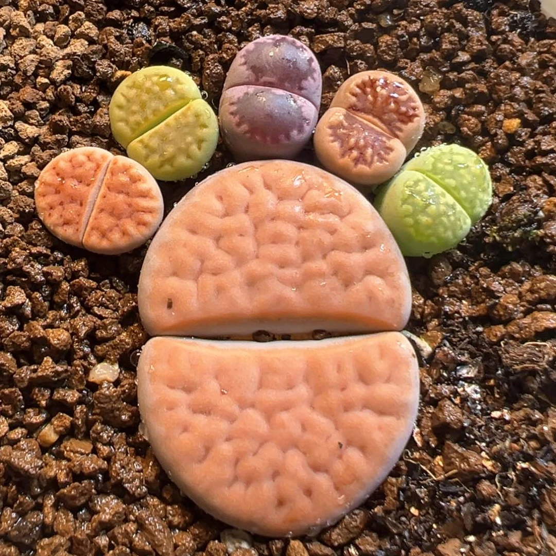 42多肉植物百科知识