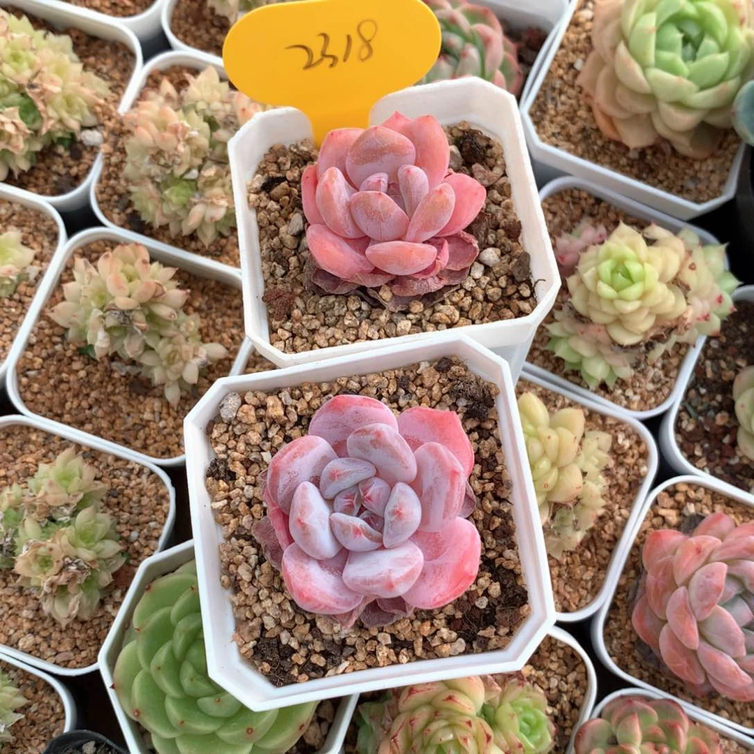 桔***柚橙梦露两颗专拍2318