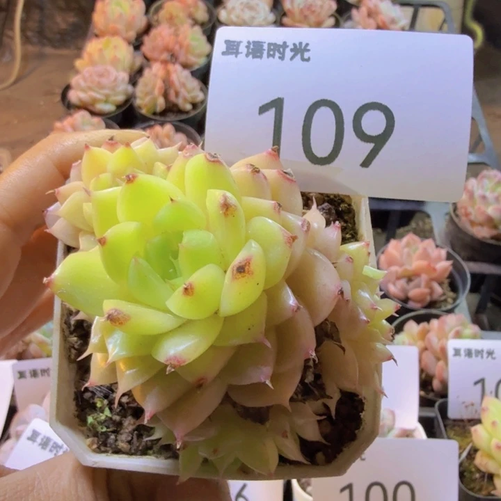109.qqwwwwwwwwwwwwww