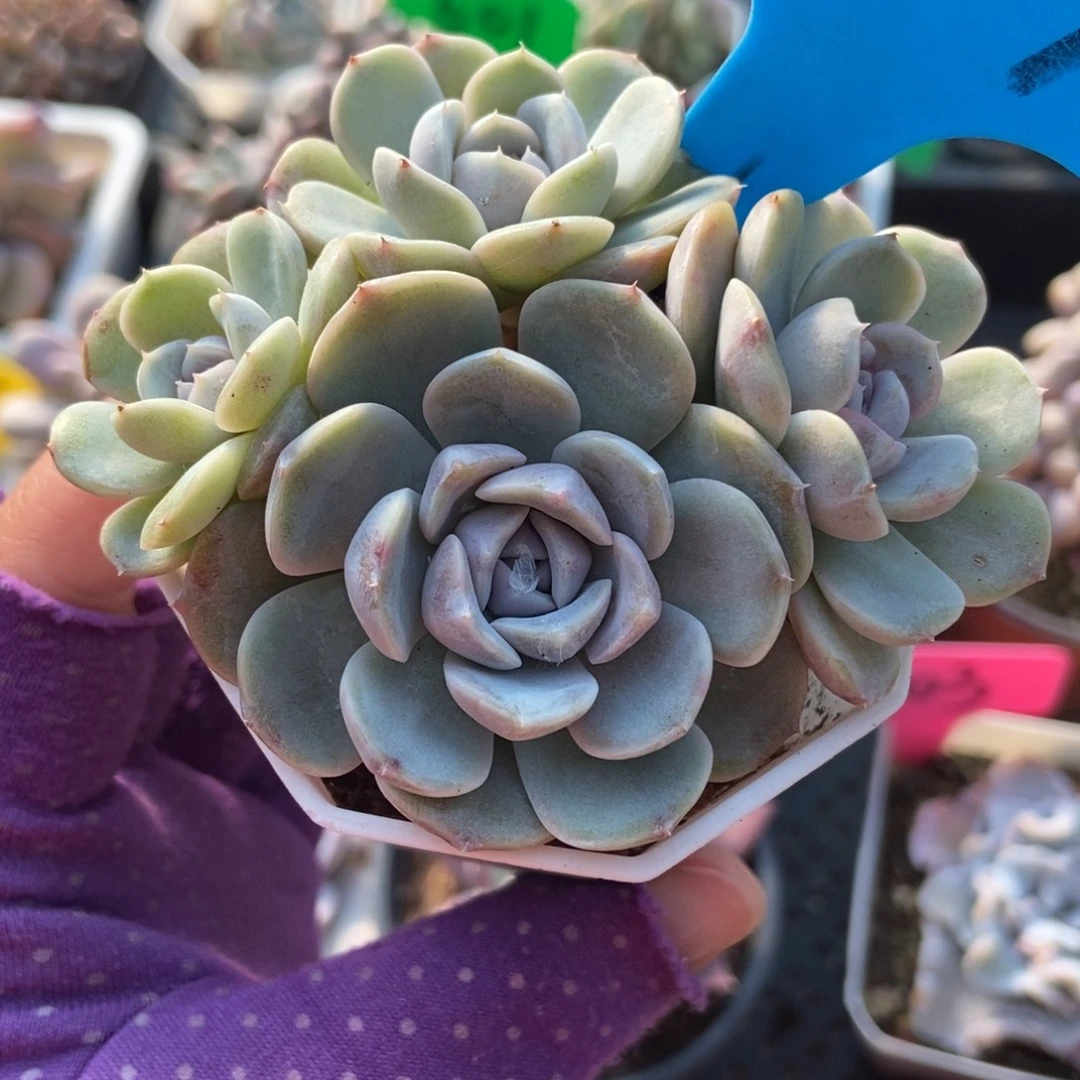 904汉堡多肉植物多肉