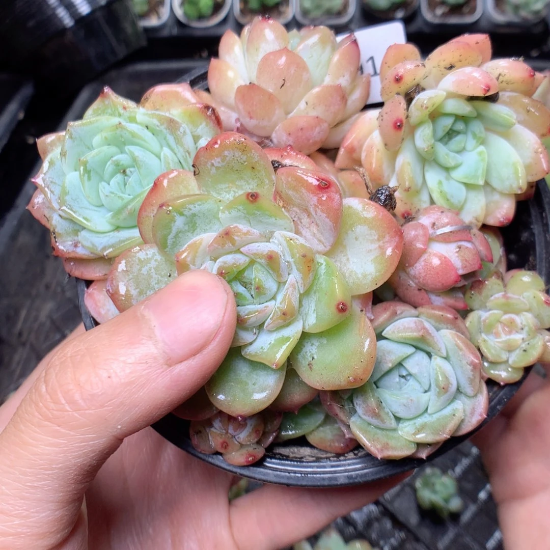 无花朵S91英语英语英语英语英语英语
