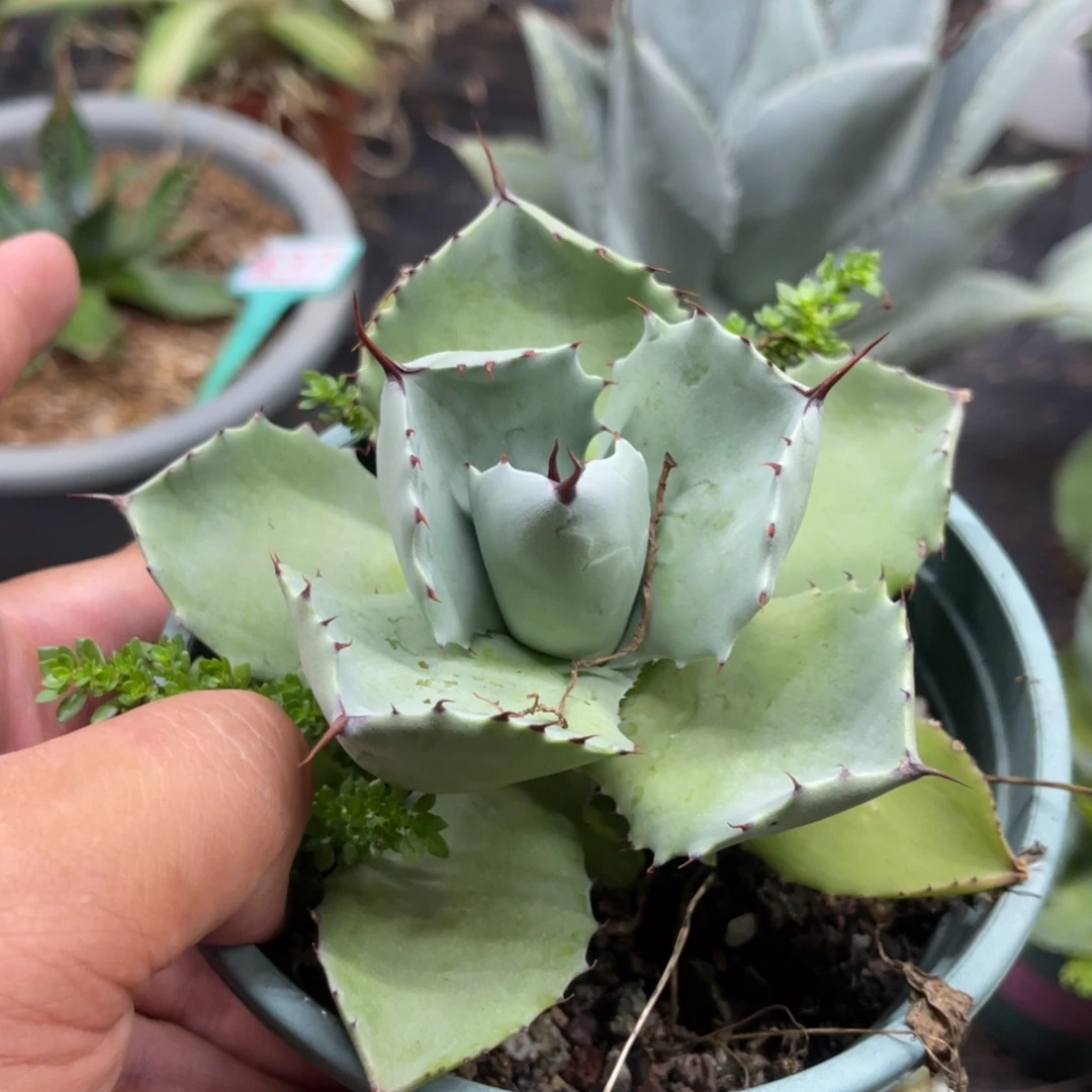 厚叶雷神龙舌兰系列