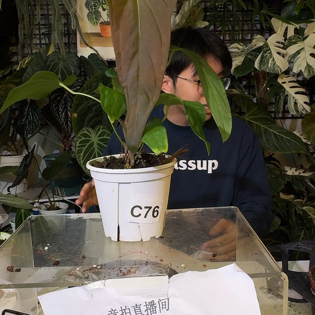 不开花植物C163西尼亚杂小羊皮