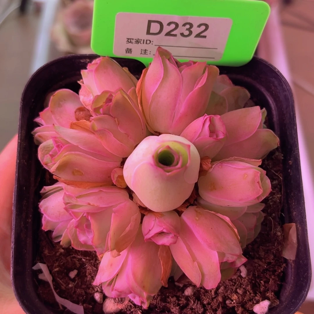 姝帕玫瑰群一物一拍D232