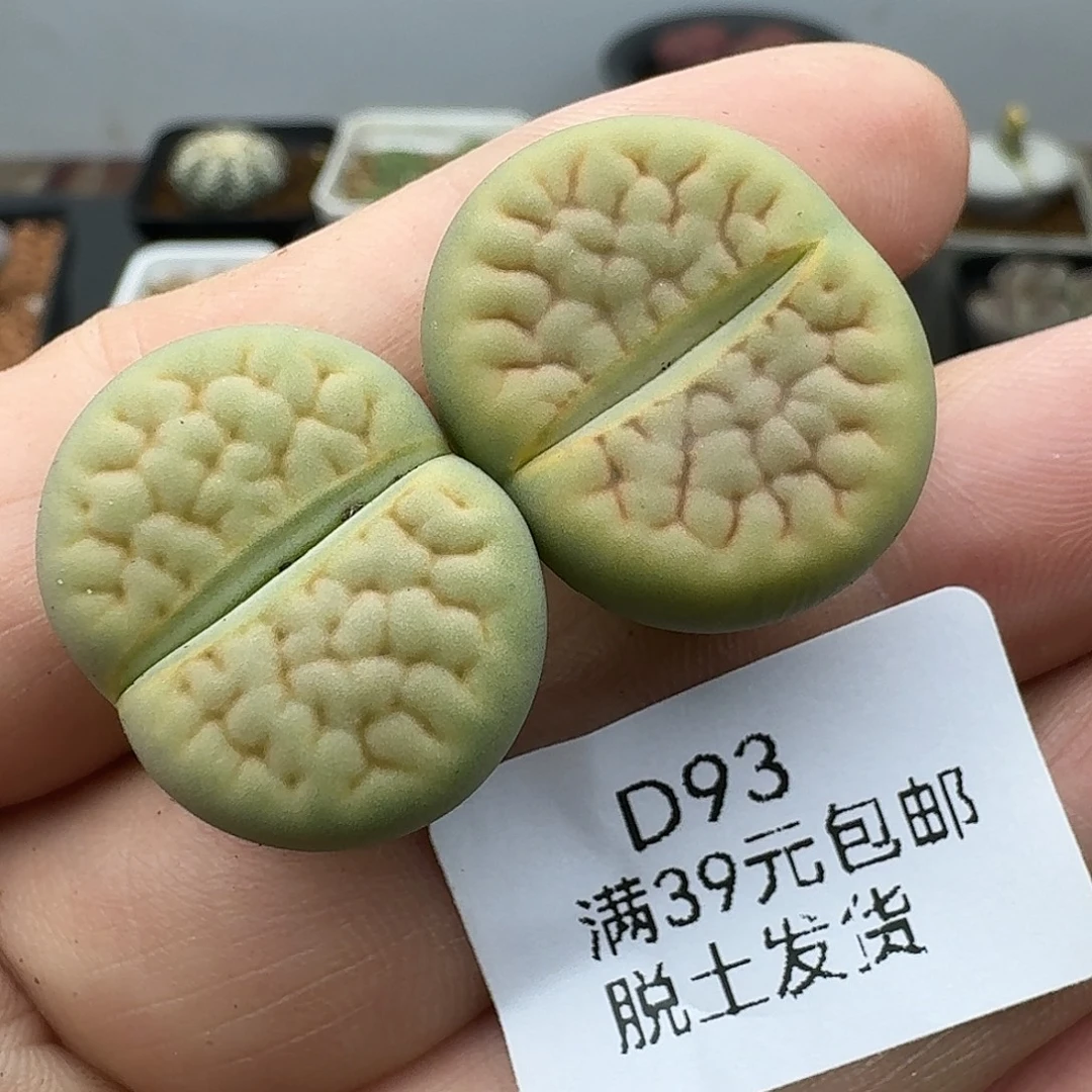 93多肉哈哈哈哈哈哈哈哈
