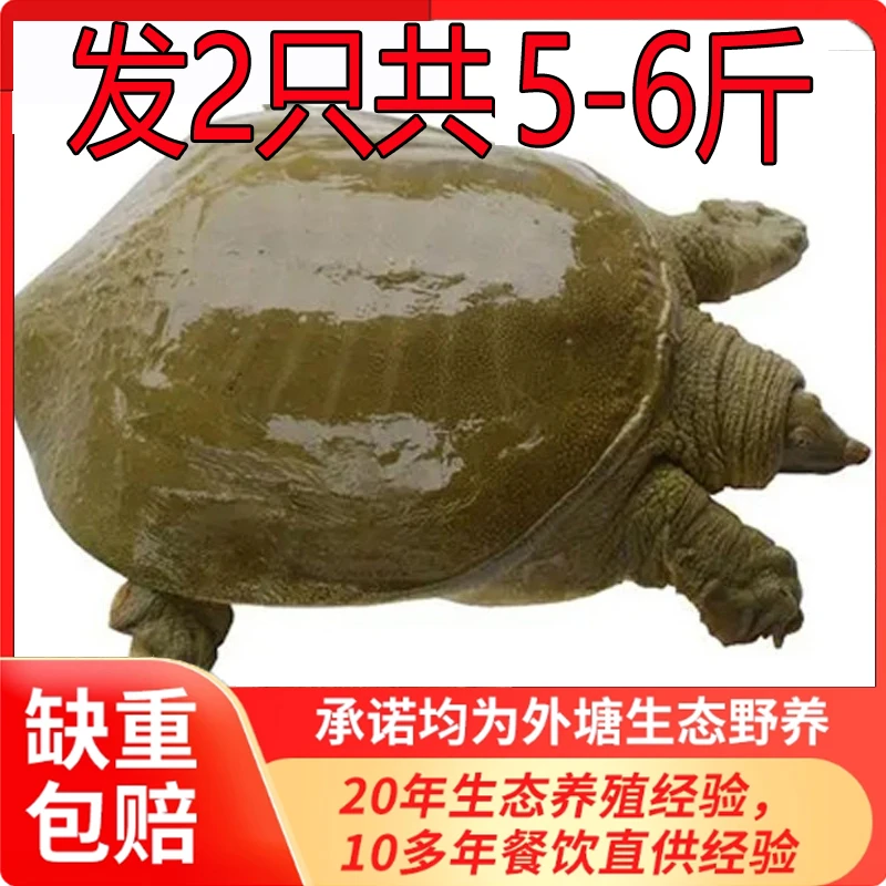 发2只共5-6斤 新鲜活甲鱼外塘中华鳖青水鱼团鱼生猛包活到家