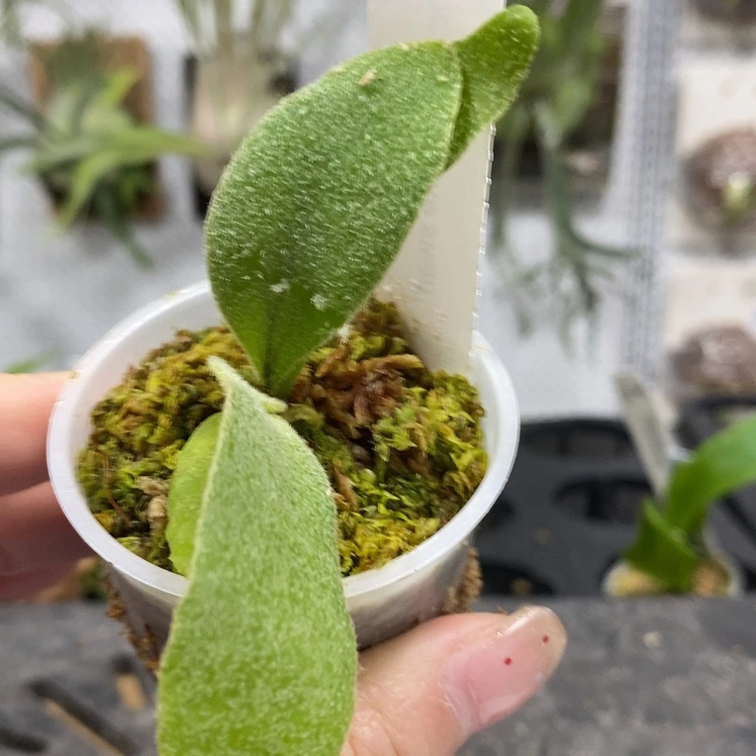 无花朵白天鹅鹿角蕨