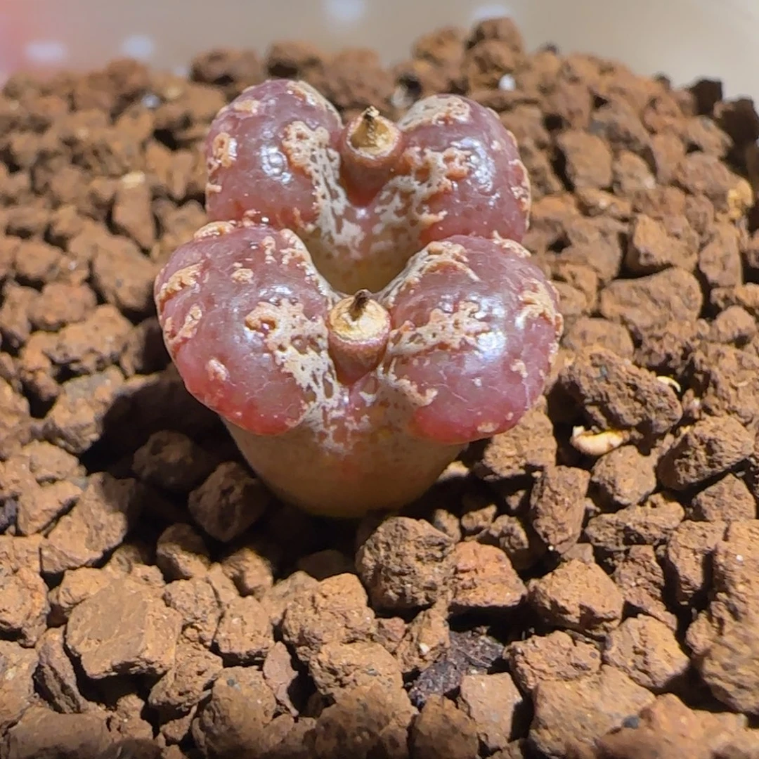 肉锥多肉植物组合-mro15、1365