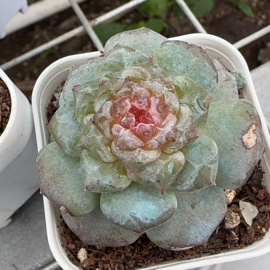 小卡拉米糖心一物一拍