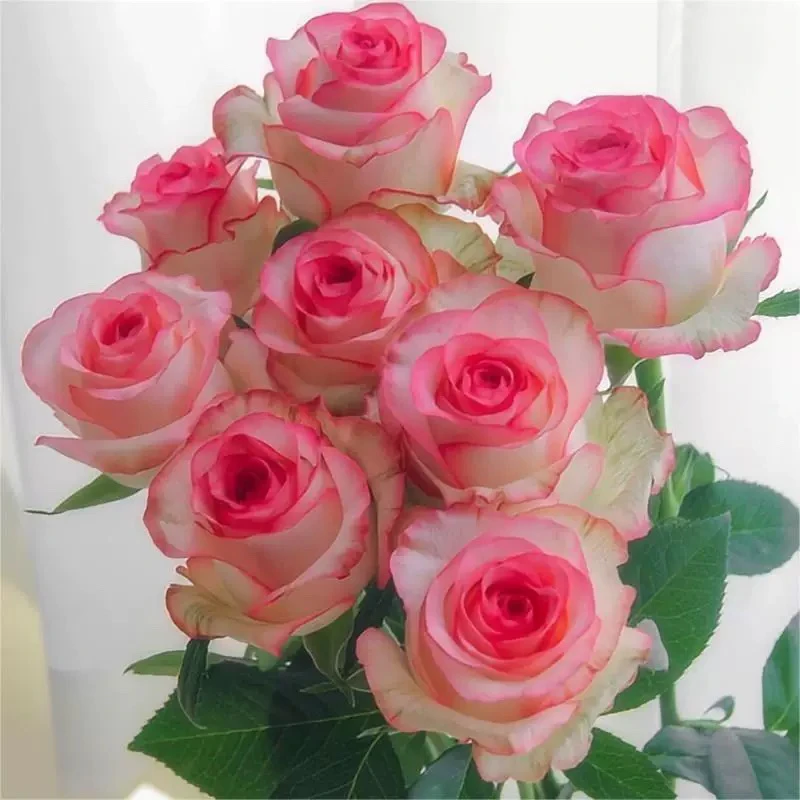 1【爱莎】玫瑰月季盆栽 四季开花 南北方种植