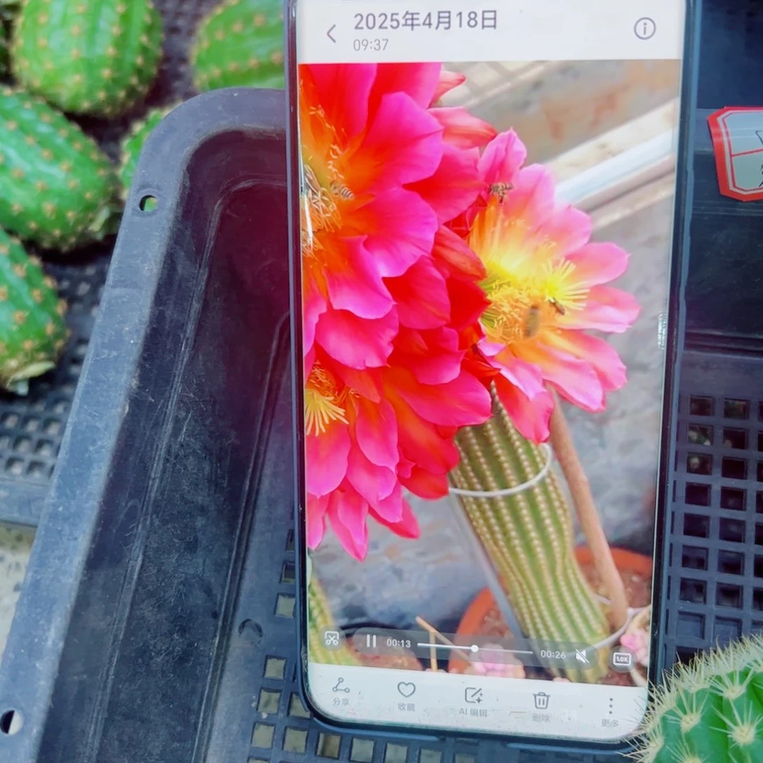 下66毛飞碟歪无根侧芽4公分左右20包邮