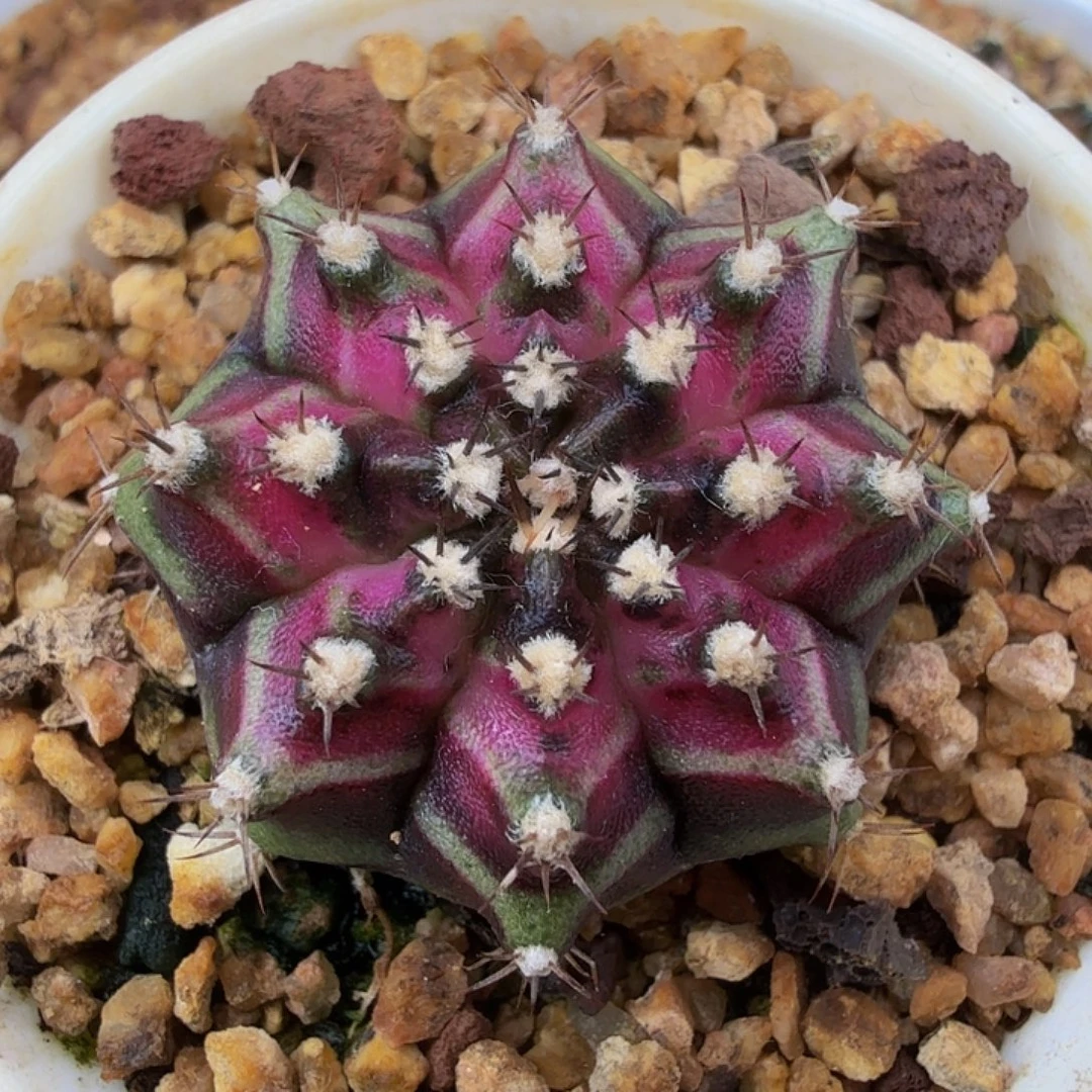 当前无花朵，栽培后可花朵