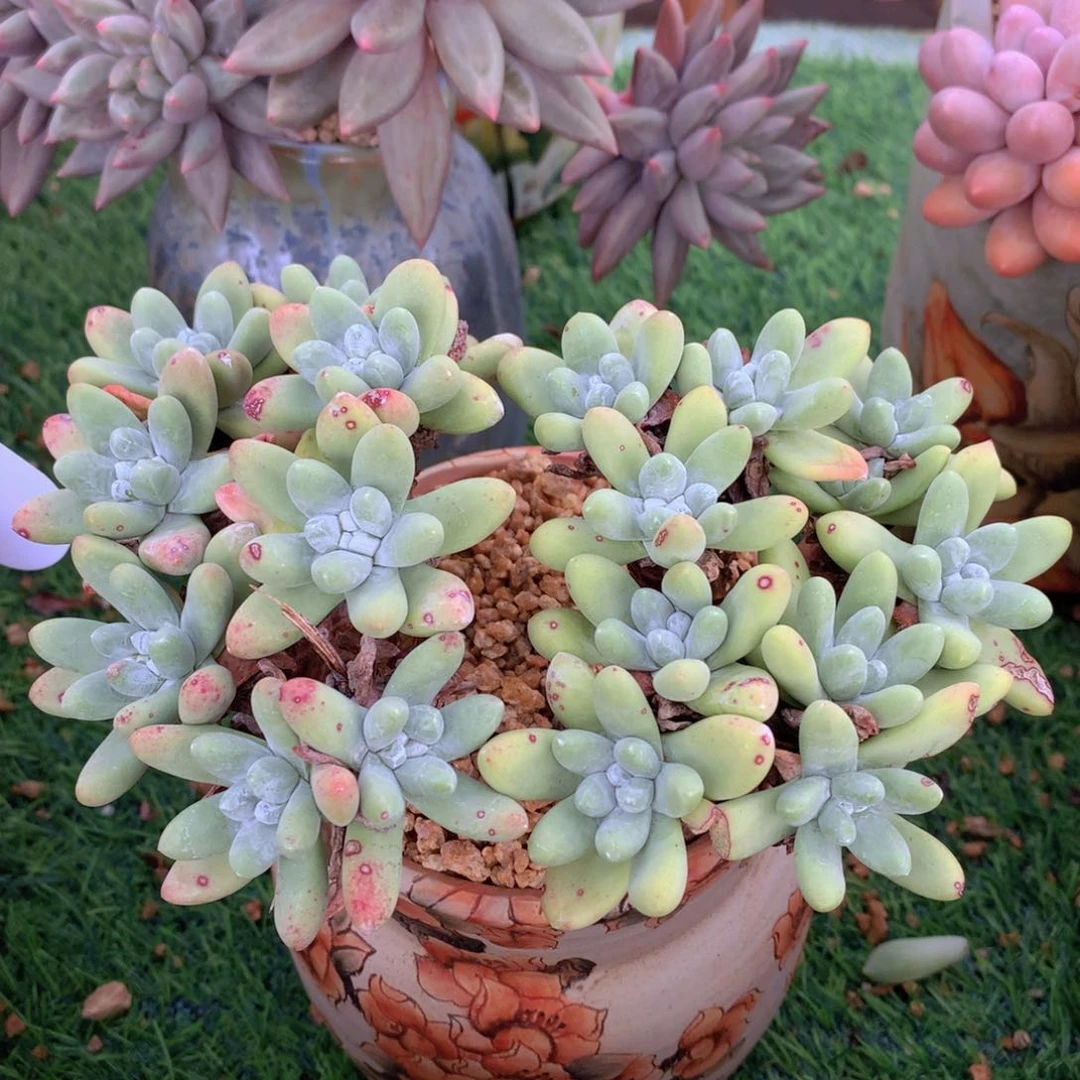 丸叶拇指16 公分一物一拍