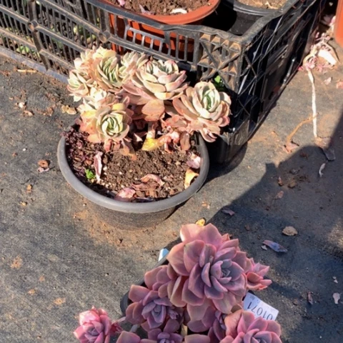 雅*1071彩虹糖锦多肉