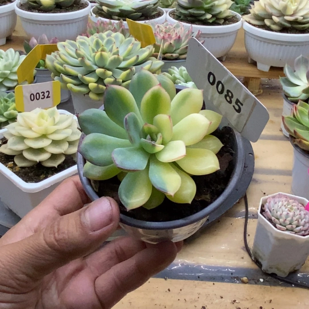 0085雨燕座哈哈哈哈