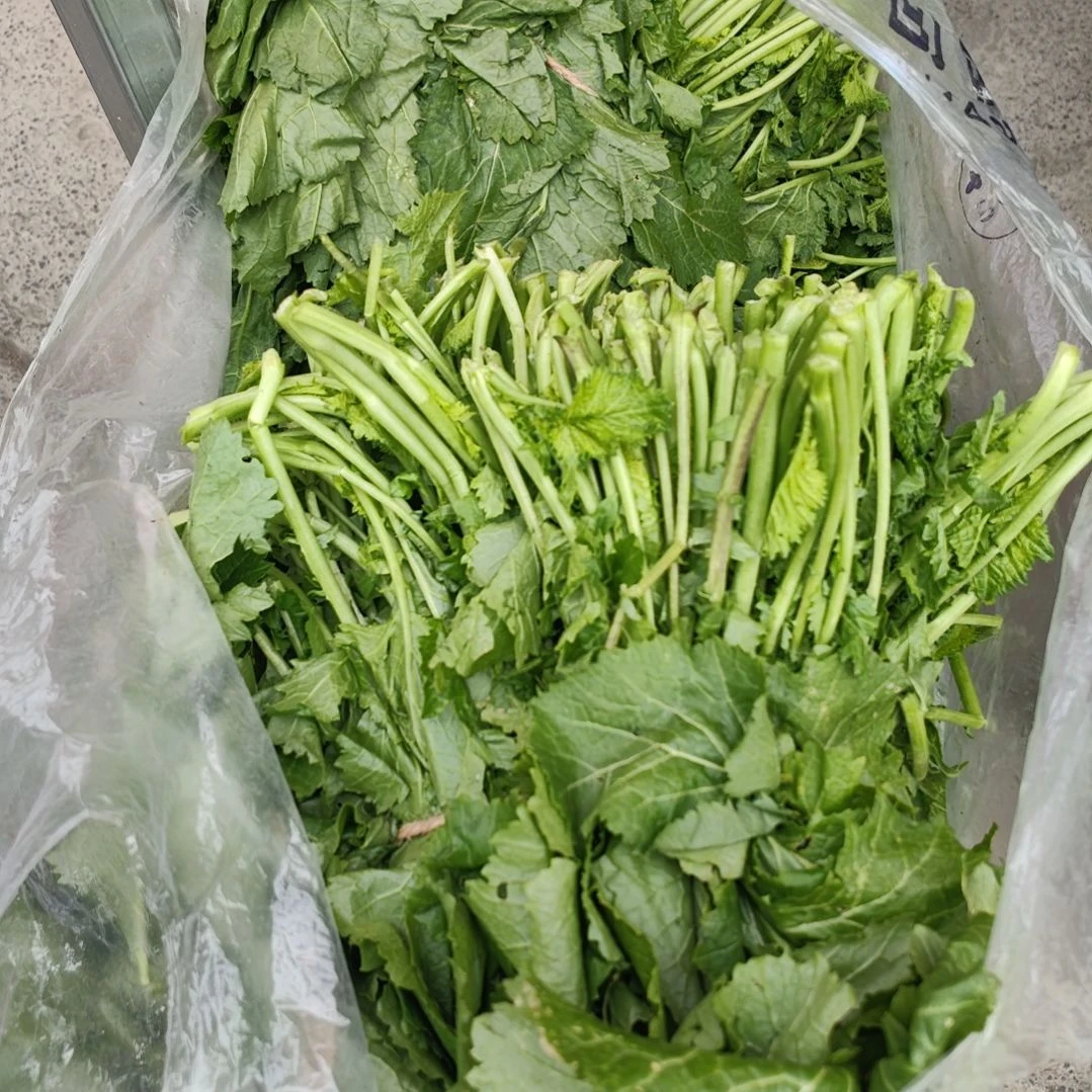 中国大陆本地油菜10斤装