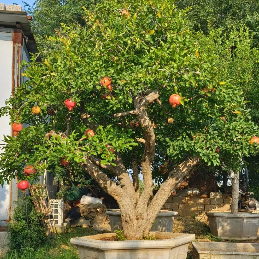 造型盆栽老桩盆景以直播间实物为准不包运石榴