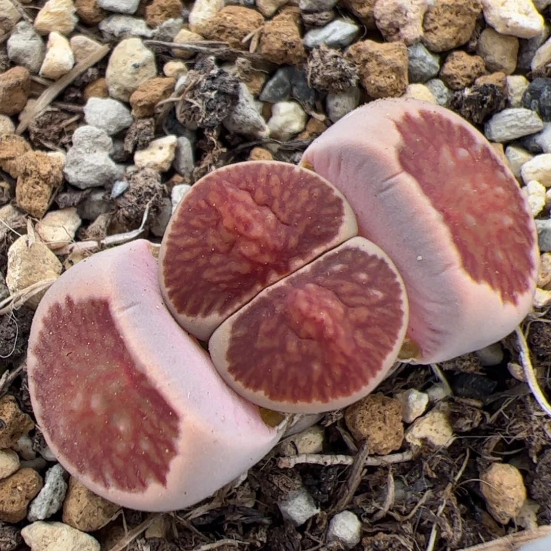 0626号菊 多肉植物