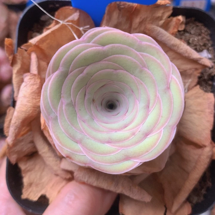 一物一拍星辰雪霁187