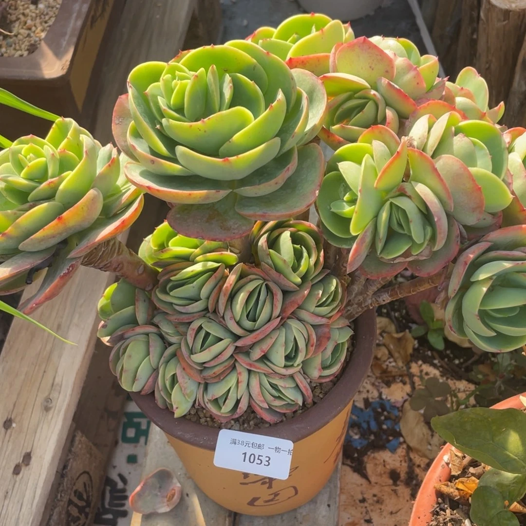 1053碧桃朵朵缀化多肉植物老桩