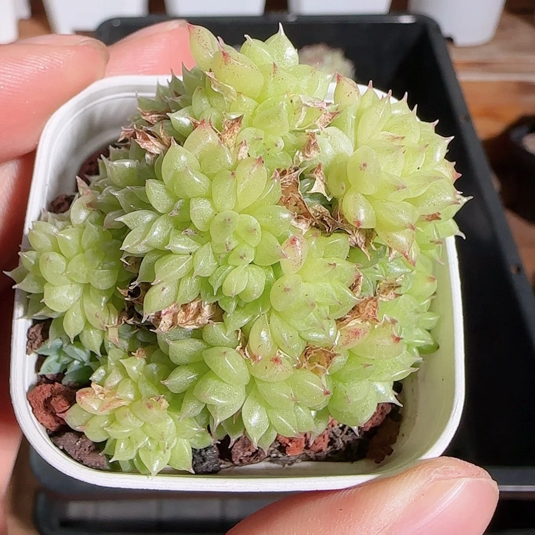 1108----568麦秆群