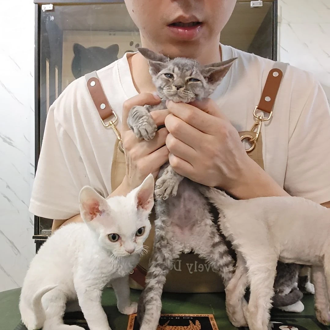 德文德文卷毛猫德文卷毛猫