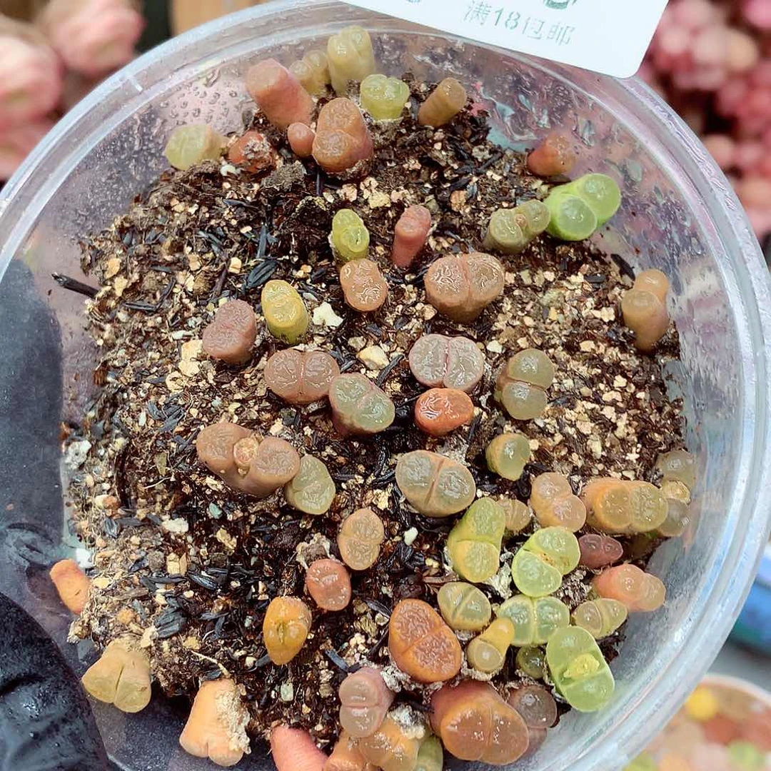 生石花满18包邮8-10