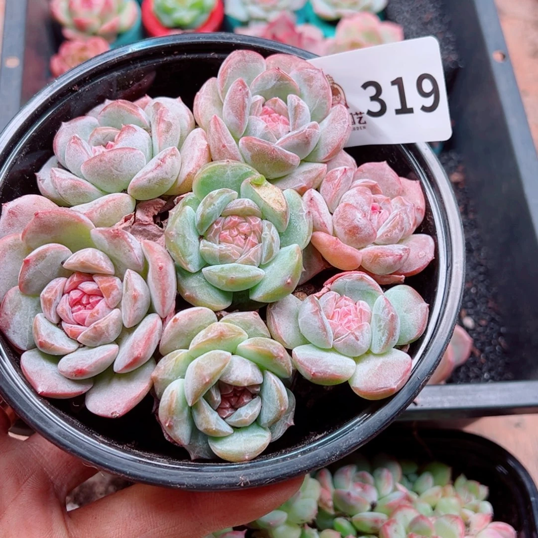 多肉植物多肉植物