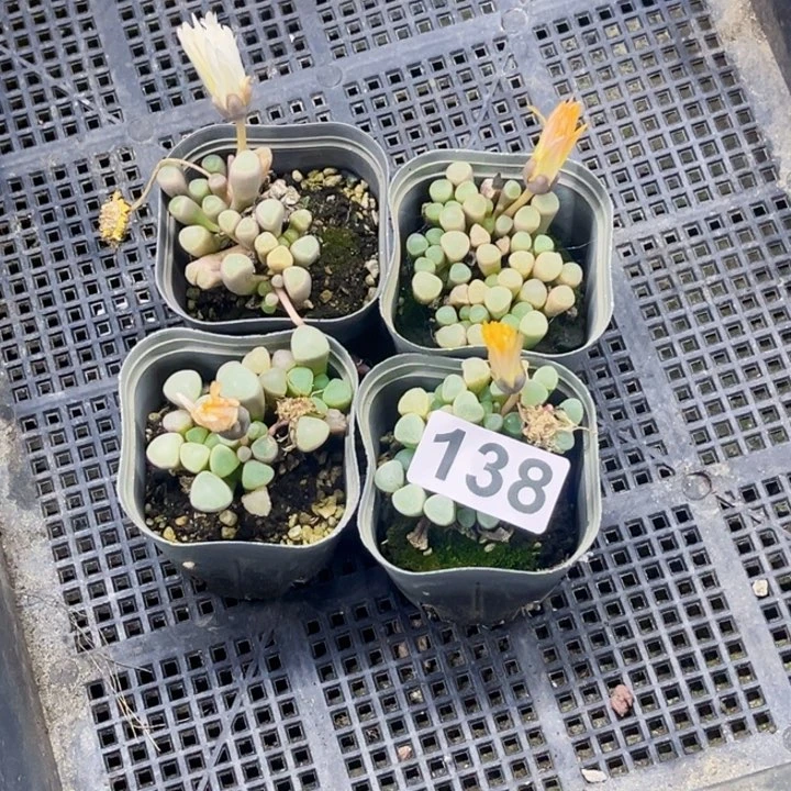 138五十玲玉一物一图如图