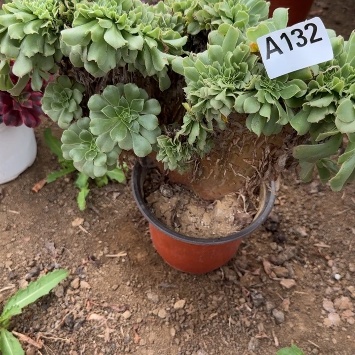 132 清棚处理不包断枝