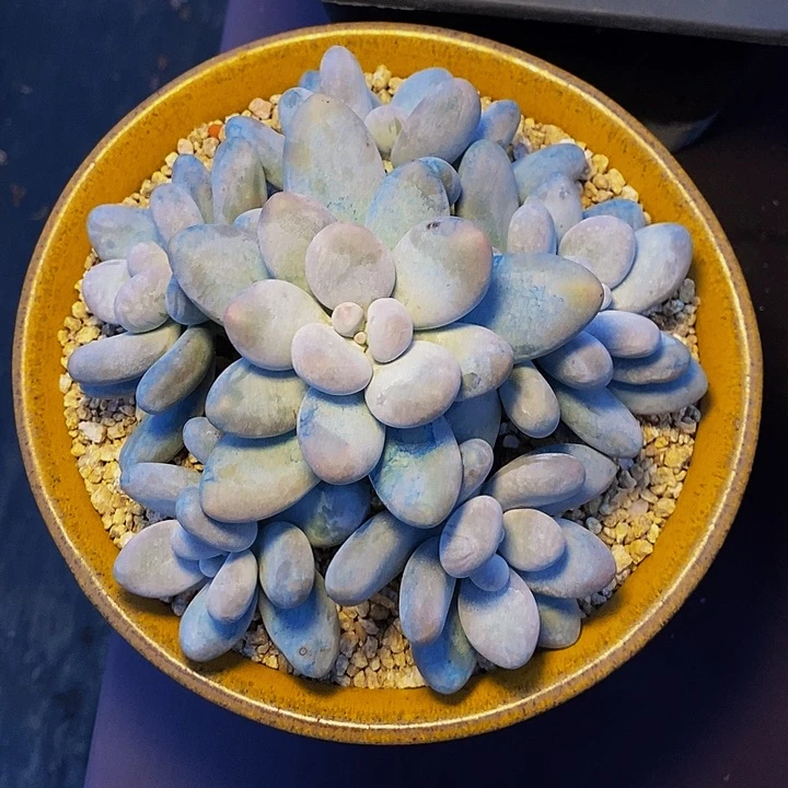 小***羊多肉植物多肉植物