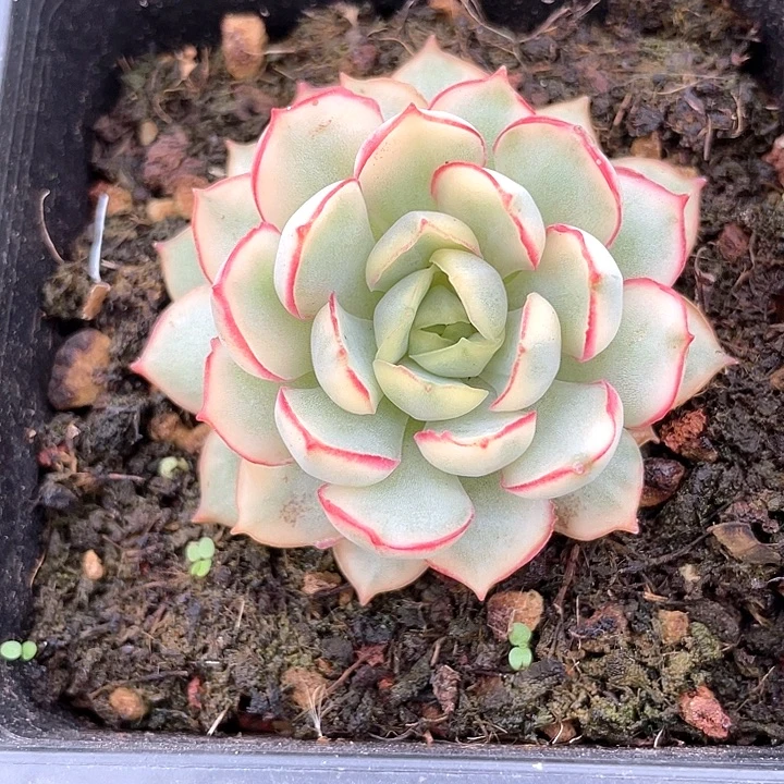 侧影锦。一物一拍锦龙