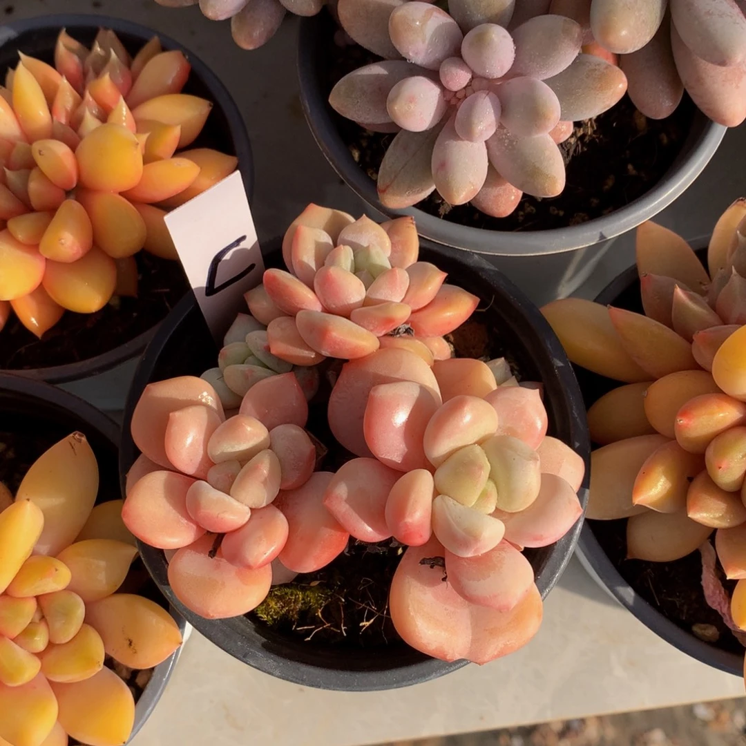 胖体奶糖627262627272