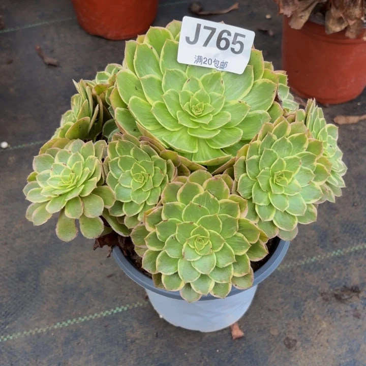 瑞妈多肉园艺765莲花座