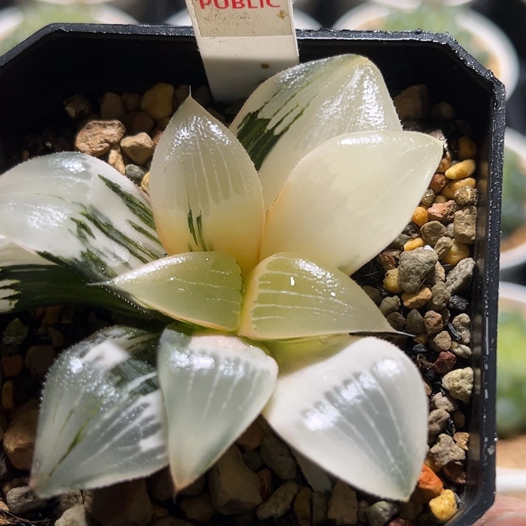 530裹克锦福利福利福利