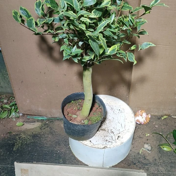 112东方一号，原盆原土发货，不包邮