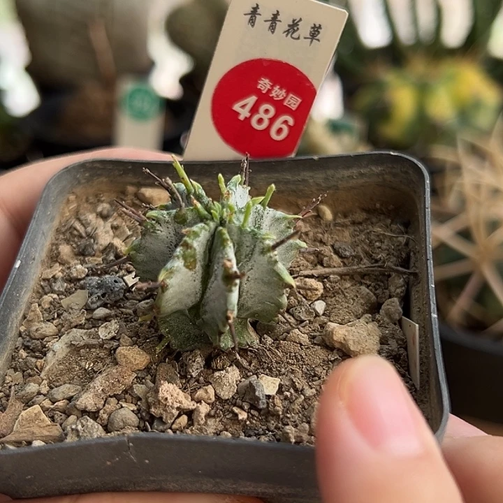 实生白衣魁伟玉一棵仙人球